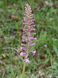 Attēlu rezultāti vaicājumam “Gymnadenia conopsea leaf”