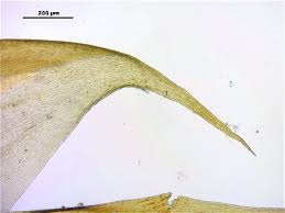 Attēlu rezultāti vaicājumam “Hypnum cupressiforme var. lacunosum”