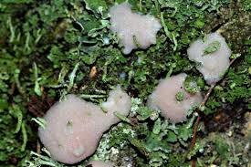 Attēlu rezultāti vaicājumam “Tubifera ferruginosa (subsp. ferruginosa) sessile”