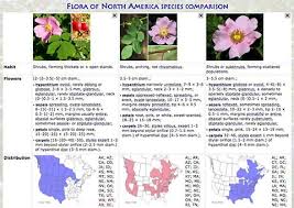 Attēlu rezultāti vaicājumam “Melilotus wolgicus”