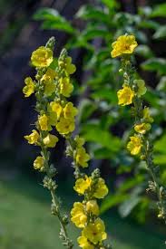 Attēlu rezultāti vaicājumam “Verbascum densiflorum bud”