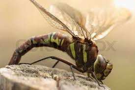 Attēlu rezultāti vaicājumam “Aeshna grandis”