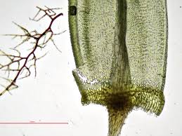 Attēlu rezultāti vaicājumam “Aulacomnium palustre”