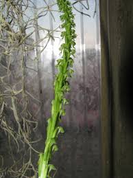 Attēlu rezultāti vaicājumam “Herminium monorchis fruit”