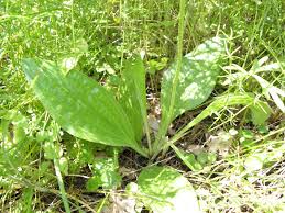 Attēlu rezultāti vaicājumam “Plantago media leaf”