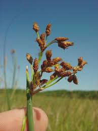 Attēlu rezultāti vaicājumam “Schoenoplectus lacustris subsp. glaucus fruit”