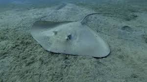 Image result for Himantura uarnak