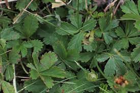 Attēlu rezultāti vaicājumam “Potentilla reptans bud”