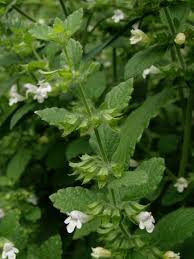 Image result for Melissa officinalis
