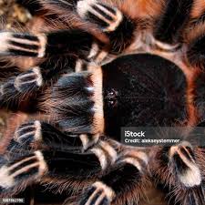 Znalezione obrazy dla zapytania geniculata