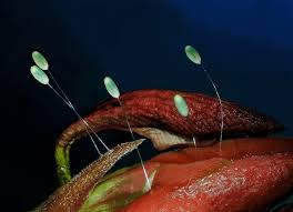 Attēlu rezultāti vaicājumam “Chrysopa eggs”