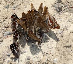 Attēlu rezultāti vaicājumam “Apatura iris male”