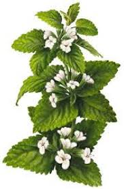 Image result for Melissa officinalis