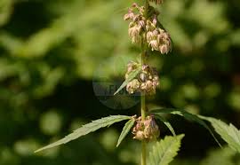 Attēlu rezultāti vaicājumam “Cannabaceae”