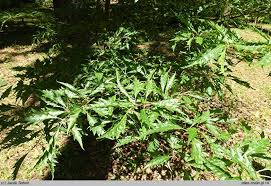 Attēlu rezultāti vaicājumam “Fagus sylvatica fo. laciniata”