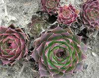 Attēlu rezultāti vaicājumam “Gentiana cruciata bud”