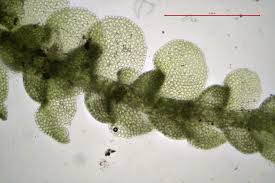 Attēlu rezultāti vaicājumam “Lejeunea cavifolia”