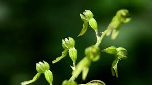 Attēlu rezultāti vaicājumam “Listera ovata bud”