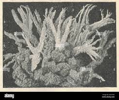 Attēlu rezultāti vaicājumam “Spongilla lacustris”