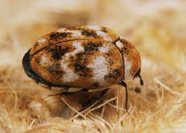 Attēlu rezultāti vaicājumam “Anthrenus verbasci”