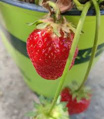 Attēlu rezultāti vaicājumam “Fragaria x ananassa fruit”