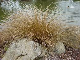 Attēlu rezultāti vaicājumam “Carex scandinavica”