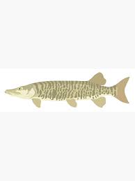 Image result for Esox masquinongy