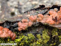 Attēlu rezultāti vaicājumam “Craterocolla cerasi”