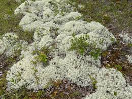 Attēlu rezultāti vaicājumam “Leptodictyum riparium sporophyte”