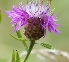 Image result for Centaurea nigra
