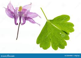 Attēlu rezultāti vaicājumam “Aquilegia vulgaris leaf”