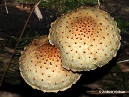 Attēlu rezultāti vaicājumam “Pholiota squarrosoides”