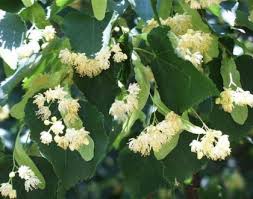Attēlu rezultāti vaicājumam “Tilia cordata flower”