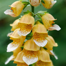 Image result for Digitalis lanata