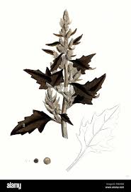 Attēlu rezultāti vaicājumam “Chenopodium rubrum leaf”