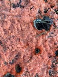 Attēlu rezultāti vaicājumam “Gloeoporus taxicola”