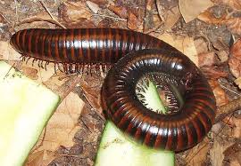 Attēlu rezultāti vaicājumam “Myriapoda”