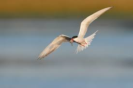 Attēlu rezultāti vaicājumam “Sterna hirundo”