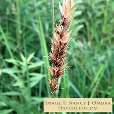 Attēlu rezultāti vaicājumam “Anthoxanthum odoratum”