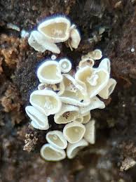 Attēlu rezultāti vaicājumam “Lachnum virgineum”