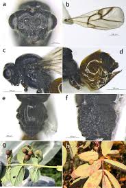 Attēlu rezultāti vaicājumam “Diplolepis bicolor”