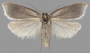 Attēlu rezultāti vaicājumam “Eana argentana”