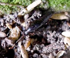 Attēlu rezultāti vaicājumam “Quedius dilatatus”