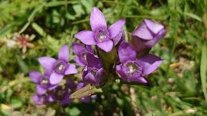 Attēlu rezultāti vaicājumam “Gentianella campestris”