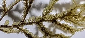 Attēlu rezultāti vaicājumam “Tortula subulata sporophyte”