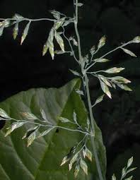 Attēlu rezultāti vaicājumam “Poa compressa leaf”