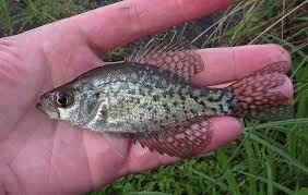 Image result for Pomoxis nigromaculatus