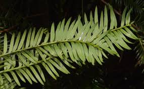 Attēlu rezultāti vaicājumam “Taxus wallichiana”