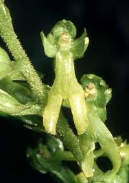 Attēlu rezultāti vaicājumam “Listera ovata bud”