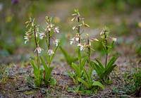 Attēlu rezultāti vaicājumam “Epipactis palustris bud”
